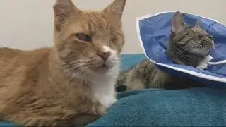 Woman evacuates South Carolina to Augusta with more than twenty cats and two dogs