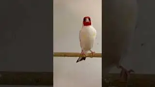 Major Goldfinch | Siberian Goldfinches | Birds #goldfinches #carduelis
