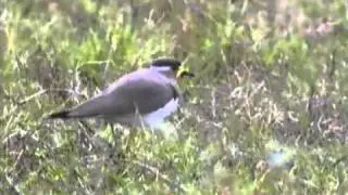 Yellow-wattled Lapwing (Vanellus malabaricus)