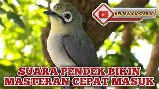 MASTERAN SPEED PENDEK KECIAL KUNING BIKIN CEPAT MASUK DAN DI TIRU ‼️CIAK CIAK JOSS KECIAL KUNING