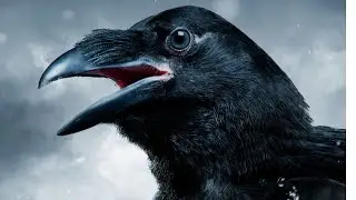 CROW: The Vengeful Bird
