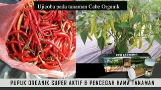 PENCEGAH SEGALA JENIS HAMA Menggunakan Pupuk Organik Eco Farming