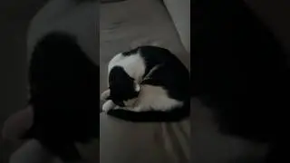 Make my boy Mochi famous 🥺 #trending #viral #audio #cat #catshorts #animals #cats #motivation