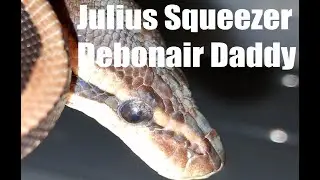 Python regius 