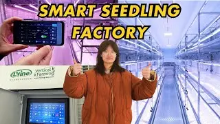 Inside a Custom 40ft Seedling Factory: Dual-Zone & Smart Sunrise Control (El Salvador Project)