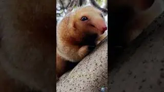 Could This Be the World's Newest Species of Anteater?