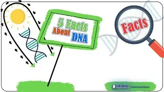 5 Fun Facts about the DNA | facts about DNA | Alpha Genomics | 2024