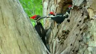Pileated Woodpecker feeding Her Baby