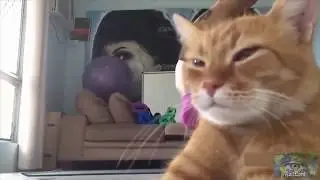 CRAZY CATS | FUNNY FAILS | FailLord International
