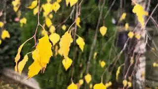 autumn birch closeup with cinematic bokeh and gentle breeze