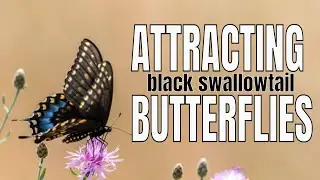 Attracting butterflies | Black swallowtail host plants | Raising black swallowtail Butterflies