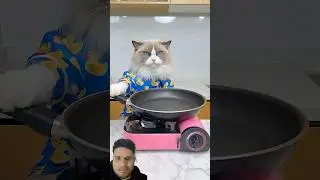 #Cat #shortsfeed #youtube #experiements #food #animals #memes #greenscreen #video