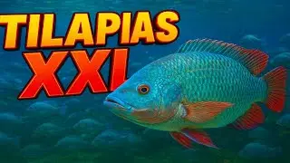 El Mejor Alimento para Hacer CRECER tus Tilapias en Tiempo Récord