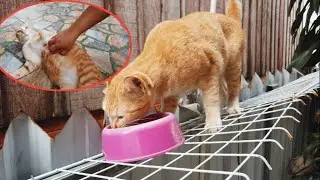Two Peeps and Eleven Cats in a House | Morning Activities with my Cats