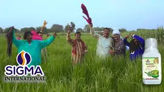 Sigma international official. song