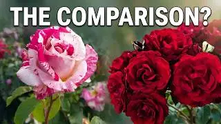 More Hybrid Tea Roses vs  Floribunda Roses