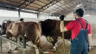How a Massive Simmental Bull Is Prepared for Breeding 😳🐂