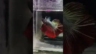 #Shorts#Redcopperohm#ohm#Redcopper#copper#dragonscale#exoticbetta#thailand#betta#breeding #indonesia