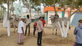 సీనియర్ లో రాజా అన్న గారి గిత్తలు