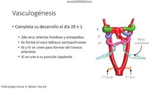 Embriología vascular