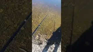 #fishing #щука #fishingmethod #fishingvideo #carpfishing #рыбалка #spinfishing #рекомендации #река