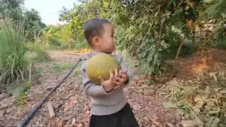 Bo ra vườn đuổi gà. Xem lợn. Hái bưởi. Bán bưởi