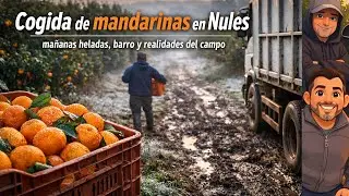 Cogida de mandarinas en Nules – mañanas heladas, barro y realidades del campo