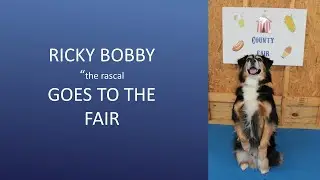 Ricky Bobby AKC Tricks Submission 1