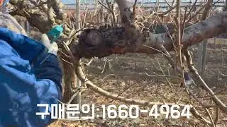 복숭아나무 여름 전지가 중요한 이유. 엑시툴 전동가위 농사도 정보다 얘기하시면 2만원 할인 됩니다.구매문의:1660-4964.