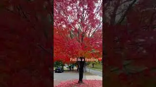 Fall Weather in USA😍| Filmy | Raleigh NC