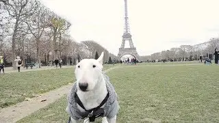 Rocky the Bull Terrier's adventures in Paris!
