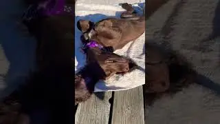 Puppy sunbathing by the pool #puppy #puppylove #puppylife #springer | TheYogaGirl