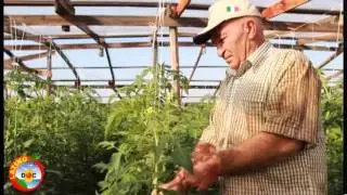 Latino D O C    Pachino SR   Italy HD