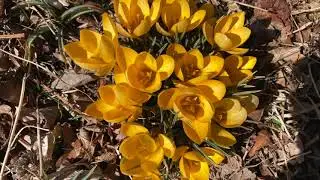 Spring Song German Folk Tune | Harp | Elizabeth Brosha