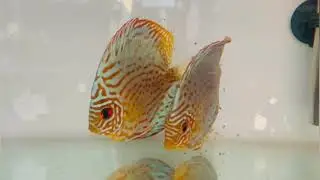 1st day free swimming Discus Fry