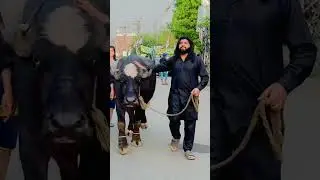 Cow videos #trending #cow #bull #bullvideo #bullshorts #animal #animallover #animallover #cowvideos