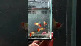 Guppy Wild Koi SB Ribbon Fin C