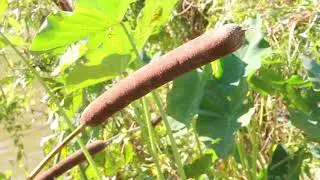 Broadleaf Cattail Documentary