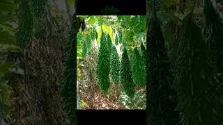April Growing Vegetables #vegetables #shortsvideo #bonsai #april april