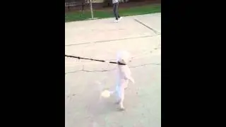 Dog walking upright