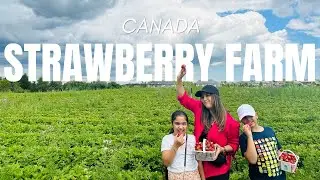 Strawberries Picking in Toronto Canada | Fresh Strawberries | Strawberry Farm Canada