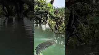 spot mancing jitu❗banyak ikan kerapu monster #amazing #amazing #grouper