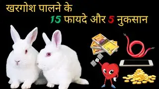 खरगोश घर में रखने के 15 फायदे और 5 नुकसान || Advantages and Disadvantages of keeping rabbit at home