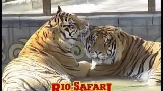 Rio safari rapido