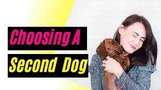 How To Choose A Second Dog 2020 ! Dog Breed Compatibility Chart