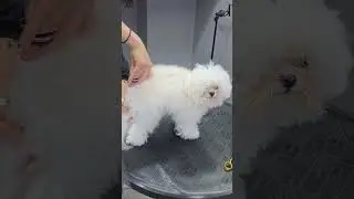✂ &ldquo;Epic Dog Haircut Makeover! 🐾 You Won&rsquo;t Believe the Transformation!&rdquo;#DogHaircut #DogMakeover