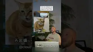 This Cat Sings Songs With It&rsquo;s Owner Perfectly #shorts #cat #cats #pet #pets #music