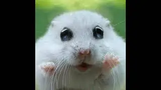 #Cute animals photo compilation