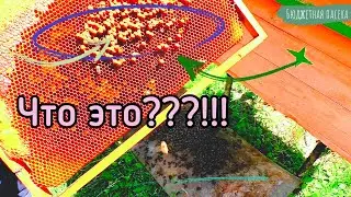 Вот что выросло на пчелиных рамках.