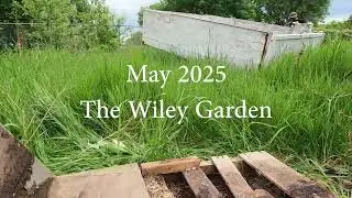 The Wiley Garden 2025 update | Garden Vlog | May 2025